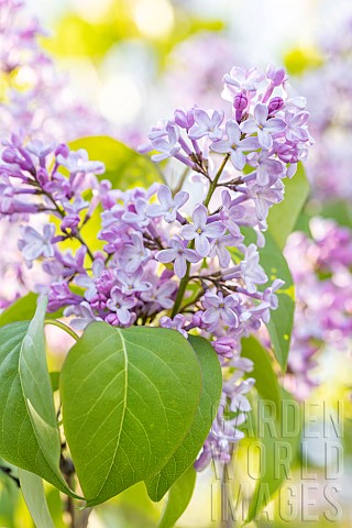 Lilac_Syringa_vulgaris_lilac_flowers_BouchesduRhone_France