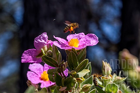 Honey_Bee_Apis_mellifera_with_pollen_baskets_taking_flight_from_Greyleaved_cistus_Cistus_albidus_flo