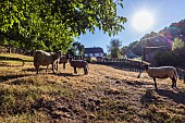 Sheep in a private garden in summer, Moselle, France