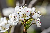 Pear tree Conference flowers in spring, Pas de Calais, France