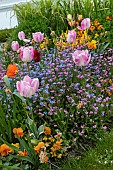 Alpine Forget-me-not (Myosotis alpestris) and Tulip (Tulipa sp) in flowers bed in spring, Pas-de-Calais, France