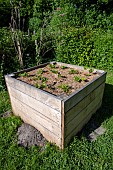 Gento strawberries grown in containers in spring, Manche, France