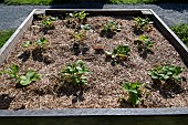 Gento strawberries grown in containers in spring, Manche, France