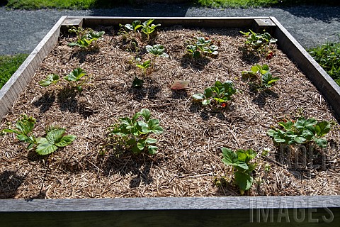 Gento_strawberries_grown_in_containers_in_spring_Manche_France