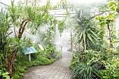 Tropical greenhouse, Botanical Conservatory Garden of Brest, Finistère, Brittany, France