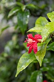 Red Kauai rosemallow (Hibiscus clayi), Botanical Conservatory Garden of Brest, Finistère, Brittany, France