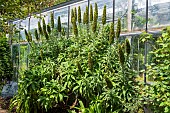 Pride of Madeira (Echium fastuosum), Botanical Conservatory Garden of Brest, Finistère, Brittany, France