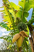 Japanese fiber banana (Musa basjoo), Botanical Conservatory Garden of Brest, Finistère, Brittany, France