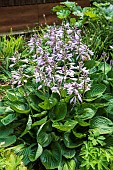 Fragrant plantain lily (Hosta plantaginea), Botanical Conservatory Garden of Brest, Finistère, Brittany, France