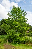 Bald cypress (Taxodium distichum), Botanical Conservatory Garden of Brest, Finistère, Brittany, France