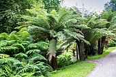 Tasmanian tree fern (Balantium antarticum),, Botanical Conservatory Garden of Brest, Finistère, Brittany, France