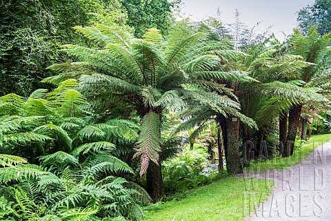 Tasmanian_tree_fern_Balantium_antarticum_Botanical_Conservatory_Garden_of_Brest_Finistre_Brittany_Fr