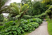 Tasmanian tree fern (Balantium antarticum) and Giant rhubarb (Gunnera manicata), Botanical Conservatory Garden of Brest, Finistère, Brittany, France