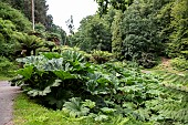 Giant rhubarb (Gunnera manicata), Botanical Conservatory Garden of Brest, Finistère, Brittany, France