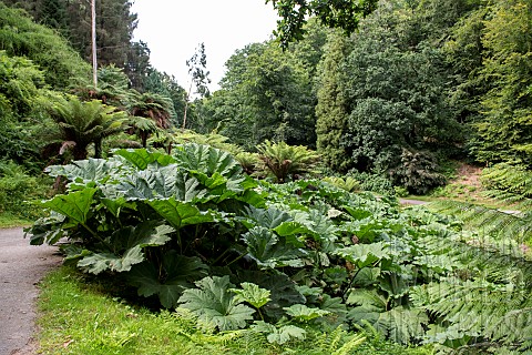 Giant_rhubarb_Gunnera_manicata_Botanical_Conservatory_Garden_of_Brest_Finistre_Brittany_France