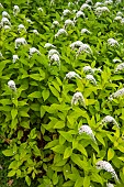 White Loosestrife (Lysimachia ephemerum), Botanical Conservatory Garden of Brest, Finistère, Brittany, France