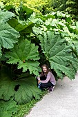 Girl and Giant rhubarb (Gunnera manicata), Botanical Conservatory Garden of Brest, Finistère, Brittany, France