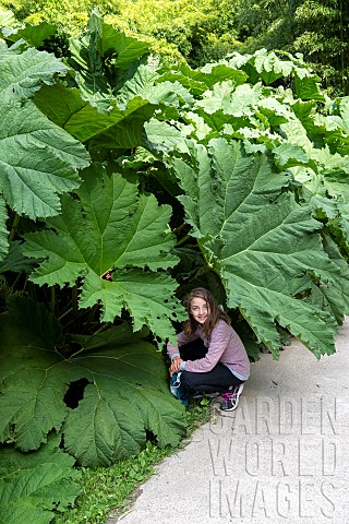 Girl_and_Giant_rhubarb_Gunnera_manicata_Botanical_Conservatory_Garden_of_Brest_Finistre_Brittany_Fra