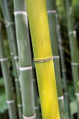 Moso Bamboo (Phyllostachys edulis), Botanical Conservatory Garden of Brest, Finistère, Brittany, France