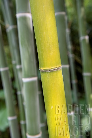 Moso_Bamboo_Phyllostachys_edulis_Botanical_Conservatory_Garden_of_Brest_Finistre_Brittany_France