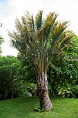 Jelly Palm (Butia capitata), Botanical Conservatory Garden of Brest, Finistère, Brittany, France