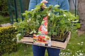 Planting of Gariguette strawberry plants on a mulch sheet, also preventing cats from scratching the soil, Pas de Calais, France