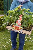 Planting of Gariguette strawberry plants on a mulch sheet, also preventing cats from scratching the soil, Pas de Calais, France