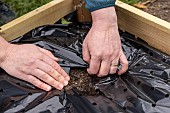 Planting of Gariguette strawberry plants on a mulch sheet, also preventing cats from scratching the soil, Pas de Calais, France