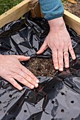 Planting of Gariguette strawberry plants on a mulch sheet, also preventing cats from scratching the soil, Pas de Calais, France