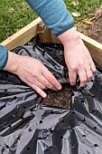 Planting of Gariguette strawberry plants on a mulch sheet, also preventing cats from scratching the soil, Pas de Calais, France