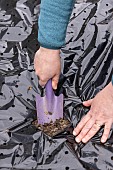 Planting of Gariguette strawberry plants on a mulch sheet, also preventing cats from scratching the soil, Pas de Calais, France