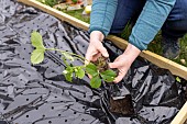 Planting of Gariguette strawberry plants on a mulch sheet, also preventing cats from scratching the soil, Pas de Calais, France