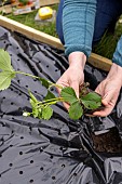 Planting of Gariguette strawberry plants on a mulch sheet, also preventing cats from scratching the soil, Pas de Calais, France