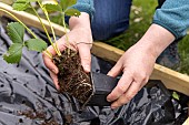 Planting of Gariguette strawberry plants on a mulch sheet, also preventing cats from scratching the soil, Pas de Calais, France