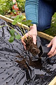 Planting of Gariguette strawberry plants on a mulch sheet, also preventing cats from scratching the soil, Pas de Calais, France