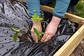 Planting of Gariguette strawberry plants on a mulch sheet, also preventing cats from scratching the soil, Pas de Calais, France