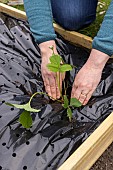 Planting of Gariguette strawberry plants on a mulch sheet, also preventing cats from scratching the soil, Pas de Calais, France