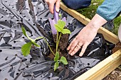 Planting of Gariguette strawberry plants on a mulch sheet, also preventing cats from scratching the soil, Pas de Calais, France