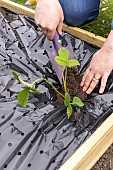 Planting of Gariguette strawberry plants on a mulch sheet, also preventing cats from scratching the soil, Pas de Calais, France