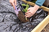 Planting of Gariguette strawberry plants on a mulch sheet, also preventing cats from scratching the soil, Pas de Calais, France