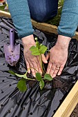 Planting of Gariguette strawberry plants on a mulch sheet, also preventing cats from scratching the soil, Pas de Calais, France