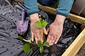 Planting of Gariguette strawberry plants on a mulch sheet, also preventing cats from scratching the soil, Pas de Calais, France