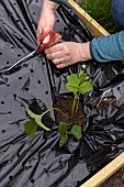 Planting of Gariguette strawberry plants on a mulch sheet, also preventing cats from scratching the soil, Pas de Calais, France