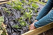 Planting of Gariguette strawberry plants on a mulch sheet, also preventing cats from scratching the soil, Pas de Calais, France