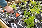 Planting of Gariguette strawberry plants on a mulch sheet, also preventing cats from scratching the soil, Pas de Calais, France