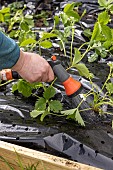 Planting of Gariguette strawberry plants on a mulch sheet, also preventing cats from scratching the soil, Pas de Calais, France