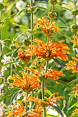 Lions Tail, Leonotis leonurus, flowers