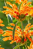 Lions Tail, Leonotis leonurus, flowers