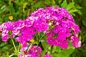 Sweet William Amazon Neon Purple, Dianthus barbatus interspecific Amazon Neon Purple, flowers