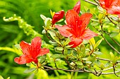Rhododendron Vuyks Rosy Red, Azalea japonica Vuyks Rosy Red, flowers
